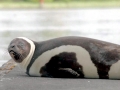 Ribbon Seal