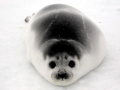 Ribbon Seal