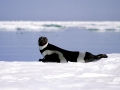 Ribbon Seal