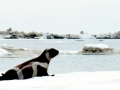 Ribbon Seal