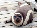 Ribbon Seal