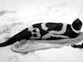 Ribbon Seal