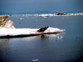 Ribbon Seal
