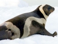 Ribbon Seal