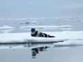 Ribbon Seal