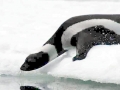 Ribbon Seal