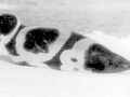 Ribbon Seal