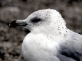 Ring-billed Gull