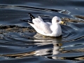 Ring-billed Gull