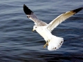 Ring-billed Gull