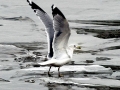 Ring-billed Gull
