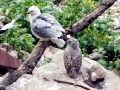 Ring-billed Gull