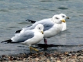 Ring-billed Gull