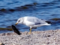 Ring-billed Gull