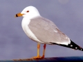 Ring-billed Gull