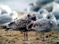 Ring-billed Gull