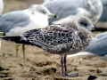 Ring-billed Gull