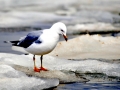 Ring-billed Gull