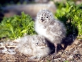 Ring-billed Gull