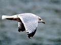 Ring-billed Gull