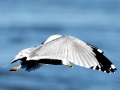 Ring-billed Gull