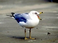 Ring-billed Gull
