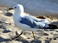 Ring-billed Gull