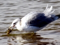 Ring-billed Gull