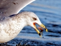 Ring-billed Gull