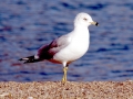 Ring-billed Gull