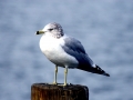 Ring-billed Gull