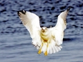 Ring-billed Gull