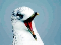 Ring-billed Gull