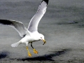 Ring-billed Gull