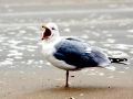 Ring-billed Gull