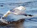 Ring-billed Gull