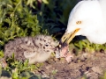 Ring-billed Gull