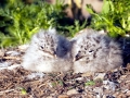Ring-billed Gull