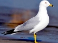 Ring-billed Gull