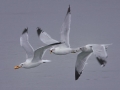 Ring-billed Gull