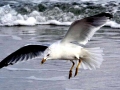 Ring-billed Gull