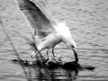 Ring-billed Gull