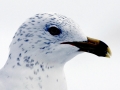 Ring-billed Gull