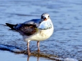 Ring-billed Gull