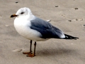 Ring-billed Gull