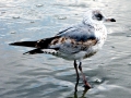 Ring-billed Gull