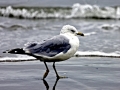 Ring-billed Gull