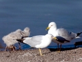 Ring-billed Gull
