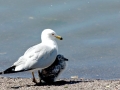 Ring-billed Gull