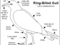 Ring-billed Gull